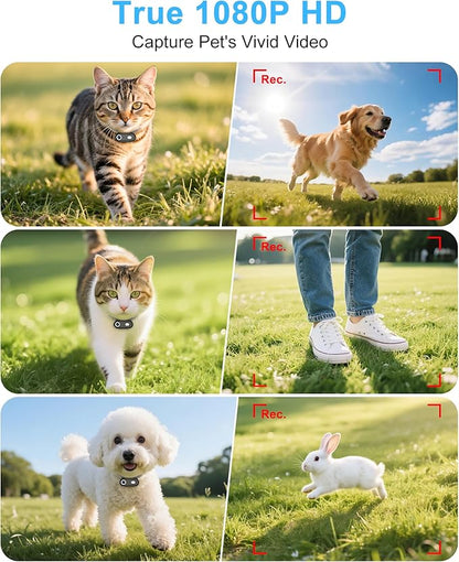 Cat Camera Collar with Phone APP, 1080P HD Video Recording, XS/M-Size Pet POV Cam for Dogs & Big Cats, Cordless Pet Collar Cameras with APP Viewing (XS-Collar)