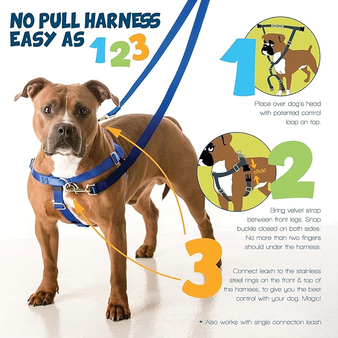 2 Hounds Design Freedom No Pull Dog Harness, Adjustable Harness and Leash Set, Easy Walking & Comfortable Control, Fits Small, Medium & Large Dogs, Solid Colors, Made in USA, 1" MD, Teal
