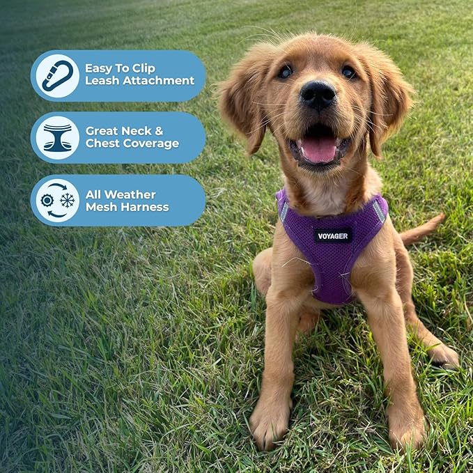 Best Pet Supplies Voyager Step-in Air All Weather Mesh Harness and Reflective Dog 5ft Leash Combo with Neoprene Handle, for Small, Medium and Large Breed Puppies - Set (Purple), Medium