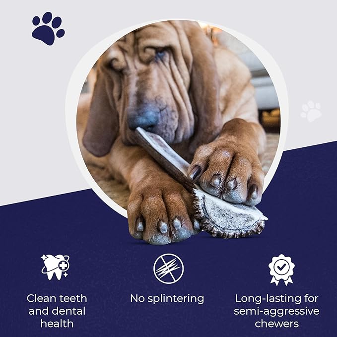 Devil Dog Pet Co - Split Elk Antler for Dogs Small 2 Pack - Exposed Marrow Chew for Puppies & Moderate Chewers - Naturally Shed Grade A Rocky Mountain Elk, Anxiety & Boredom Relief (Up to 15 lbs)