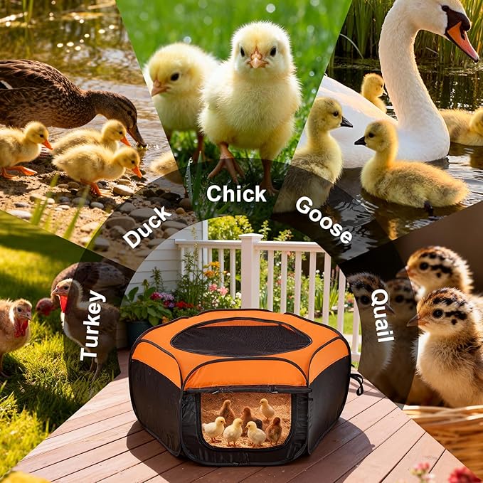 Brooder Box for Chicks, Pop-Up Chicken Brooder Playpen with Dual Doors, Mesh Top Cover & Waterproof Mat, Portable Chick Enclosure for Baby Chicks, Ducks & Quail, Holds Up to 15 Chicks
