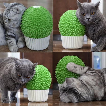 Miwoowim Catnip Feeder - Cat Face Scratcher Wall Corner Massage Comb for Indoor Cats Self Grooming Brush (Green)