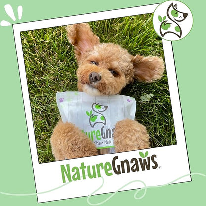 Nature Gnaws Braided Bully Twists for Dogs 5-6" (10 Count) - Long Lasting for Small and Medium Dogs - Natural Beef Dog Chew Bones