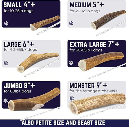 Devil Dog Pet Co - Elk Antler for Dogs Jumbo - Long Lasting Natural Dog Chew for Power Chewers, Large to XL Breeds - Naturally Shed Grade A Rocky Mountain Elk, Anxiety & Boredom Relief (70-95 lbs)