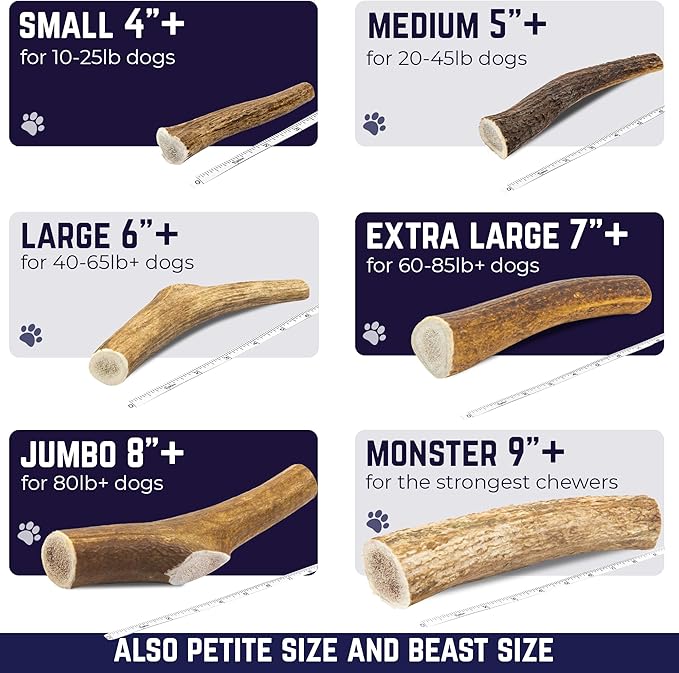 Devil Dog Pet Co - Elk Antler for Dogs Small - Long Lasting Dog Chew for Aggressive Chewers, Toy & Small Breeds - Naturally Shed Grade A Rocky Mountain Elk, Anxiety & Boredom Relief (Up to 20 lbs)