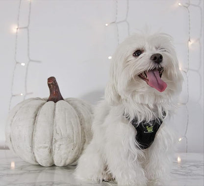 EcoBark Dog Harness - Eco-Friendly Max Comfort Harnesses - Luxurious Soft Mesh Halter - Over the Head Harness Vest- No Pull and No Choke for Small, Toy Breed, and Teacup Dogs (XS, Black)