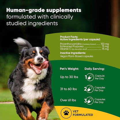 Rooted Owl Urinary Support - Echinacea and Cranberry Supplement for Dogs - Dog UTI Prevention - 60/ct