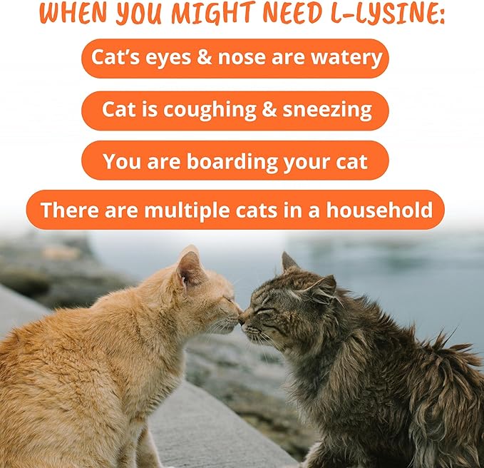 Under The Weather Pet Daily Cat L-Lysine | Boost Immune System Reduce Respiratory Symptoms | Maintain Normal Immune System Response | 60 Star Shaped Soft Chews