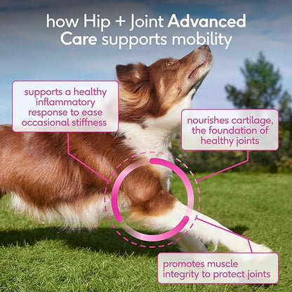 Native Pet Hip & Joint Advanced Care Dog Joint Supplement Powder for Mobility & Movement Support, Joint Supplement for Dogs with HMB, UC-II Collagen, Green Lipped Mussel & Hyaluronic Acid – 30 Scoops