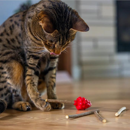 Catstages Dental Raspberry Teether with 4 Silvervine Sticks Included, Cat and Kitten Teething Toy, Red