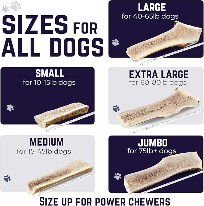 Devil Dog Pet Co - Split Elk Antler for Dogs Small 2 Pack - Exposed Marrow Chew for Puppies & Moderate Chewers - Naturally Shed Grade A Rocky Mountain Elk, Anxiety & Boredom Relief (Up to 15 lbs)