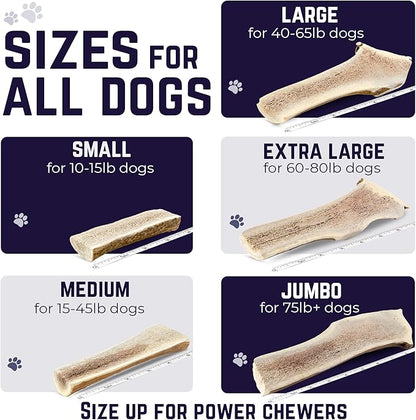 Devil Dog Pet Co - Split Elk Antler for Dogs Small 2 Pack - Exposed Marrow Chew for Puppies & Moderate Chewers - Naturally Shed Grade A Rocky Mountain Elk, Anxiety & Boredom Relief (Up to 15 lbs)