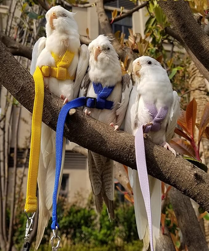 Pet Parrot Bird Harness Leash Adjustable Bird Flying Harness Traction Rope with Cute Wing for Parrots Pigeons Budgerigar Lovebird Cockatiel Mynah Outdoor Training Toy (XL, Purple)