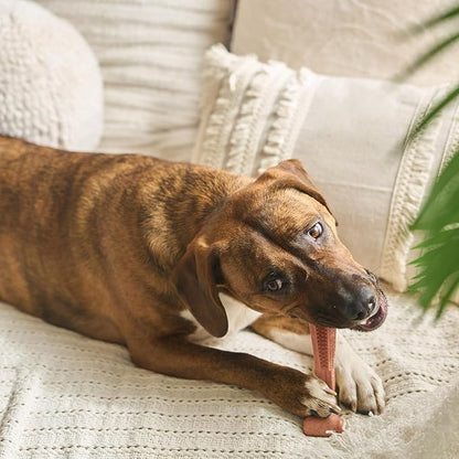 SPOT Bam-Bones Plus Coffee Wood T-Bone Dog Chew Toy, Beef Flavor, Nylon and Coffee Wood Fiber Blend, Durable Chew for Heavy Chewers and Dogs Under 90 lbs, Non-Splintering Dental Chew, 7 Inch