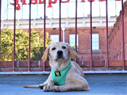 EcoBark Dog Harness - Luxurious Soft Mesh - Eco-Friendly Over the Head Vest Harness - No Pull & No Choke Design - Padded Breathable Body Halter - for Large Breeds (Mint, XXL)