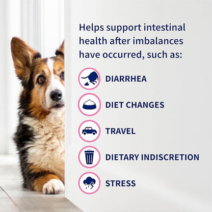 Nutramax Proviable Probiotics for Small Dogs and Cats, Diarrhea Support Kit, Digestive Health Supplement with Multiple Strains of Bacteria, Plus Prebiotics, Kaolin and Pectin, 15 ml Paste and 10 Capsules