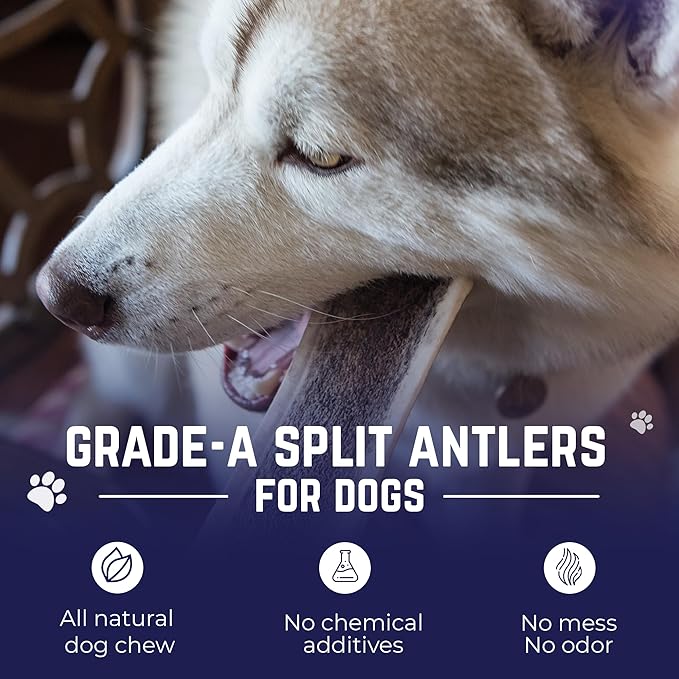 Devil Dog Pet Co - Split Elk Antler for Dogs Small 2 Pack - Exposed Marrow Chew for Puppies & Moderate Chewers - Naturally Shed Grade A Rocky Mountain Elk, Anxiety & Boredom Relief (Up to 15 lbs)