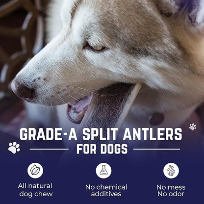 Devil Dog Pet Co - Split Elk Antler for Dogs Small 2 Pack - Exposed Marrow Chew for Puppies & Moderate Chewers - Naturally Shed Grade A Rocky Mountain Elk, Anxiety & Boredom Relief (Up to 15 lbs)