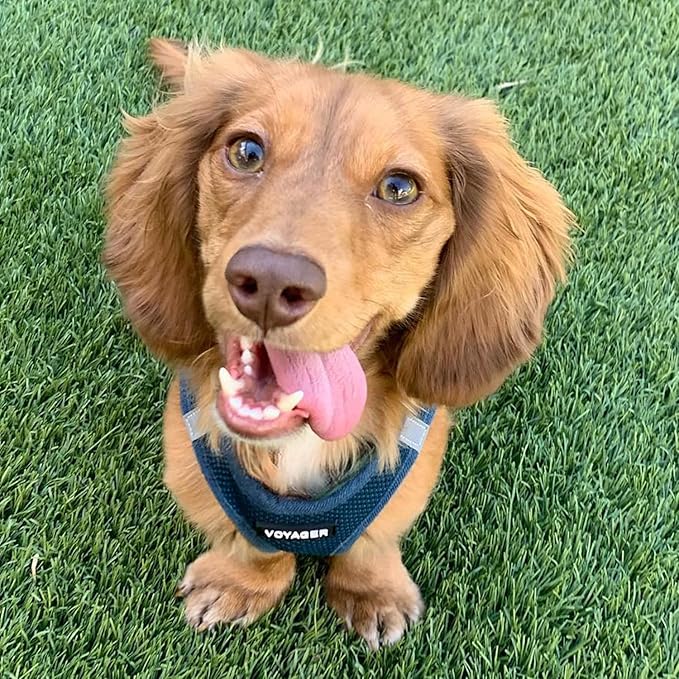 Best Pet Supplies Voyager Step-in Air All Weather Mesh Harness and Reflective Dog 5ft Leash Combo with Neoprene Handle, for Small, Medium and Large Breed Puppies - Set (Blue), Large