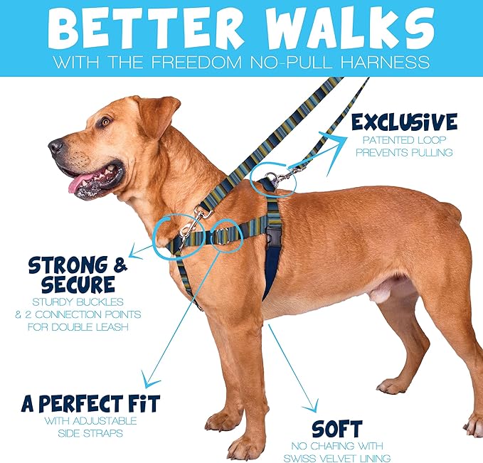 2 Hounds Design - Freedom No-Pull Harness & Training Leash in Blue and Green | Dual Leash Loops, No Pulling on Walks | Lined to Prevent Chaffing | for Large Sized Dogs (Size M, Chest 24”- 28”)