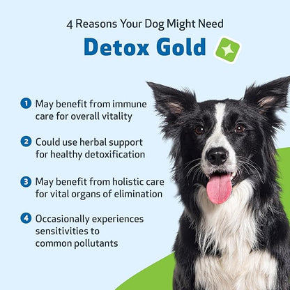 Pet Wellbeing Detox Gold for Dogs & Cats - Gentle Detoxification & Elimination Support, Immune System Care, Nettle, Blessed Thistle - Veterinarian-Formulated Herbal Supplement 4 oz (118 ml)