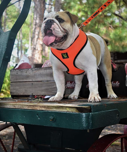 EcoBark Dog Harness - Luxurious Soft Mesh - Eco-Friendly Over The Head Vest Harness - No Pull & No Choke Design - Padded Breathable Body Halter - Large Puppies & Medium Breeds (XL, Orange)