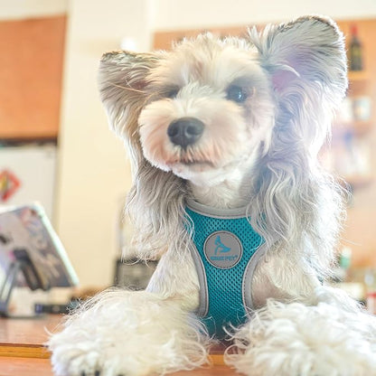 Kruz Dog Harness (Chest 13.5"-14", Weight 4–6 lbs) Athletica Adjustable Heavy Duty No Choke Puppy Vest for Small Dogs Lightweight Air Mesh, Reflective, Puppy Essentials – Turquoise, X-Small