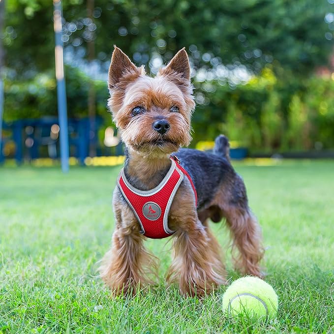 Kruz Dog Harness (Chest 18.5"-19.5", Weight 15–20 lbs) Athletica Adjustable Heavy Duty No Choke Puppy Vest for Small Dogs Lightweight Air Mesh, Reflective, Puppy Essentials – Blue, Large