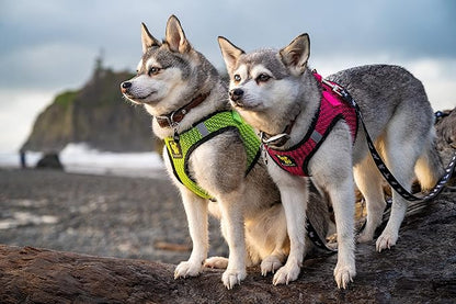 EcoBark Step in Dog Harness - Eco-Friendly Teacup Dog Harnesses for XXS, XS, and Small Dogs - Reflective and Adjustable Mini Body Halter Vest -Tiny Soft Mesh Toy Breed Harness (Neon Green, XXXS)