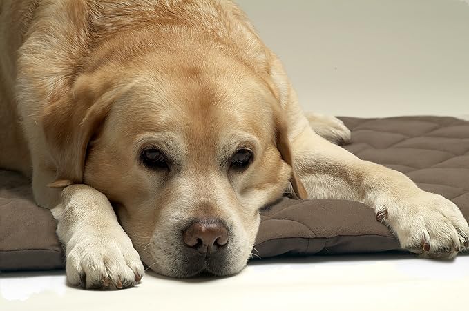 Petlife Flectabed Q Thermal Pet Bedding for Dog/Cat, 26 x 20-inch, Brown