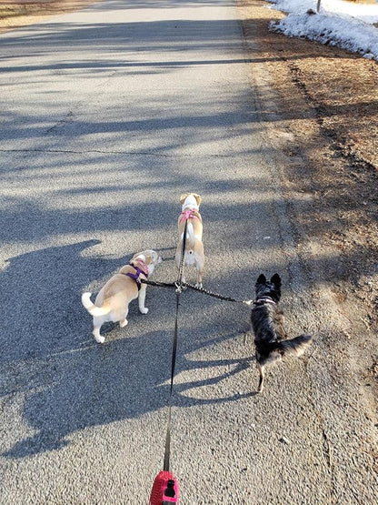 3 Way Dog Leash Coupler Heavy Duty No Pull Multiple Double Tangle Free Trio Nylon Bungee Cord Stretchy Sturdy Pups Lead for Small Medium Dogs Training Walking Doggy Puppy