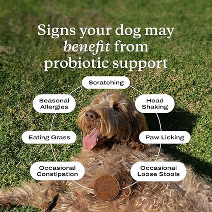 PetLab Co. Probiotics for Dogs - Support Gut Health, Occasional Diarrhea, Digestive Health, Paw Licking & Seasonal Allergies - Pork Flavor - 30 Soft Chews - Formulated for Small Dogs