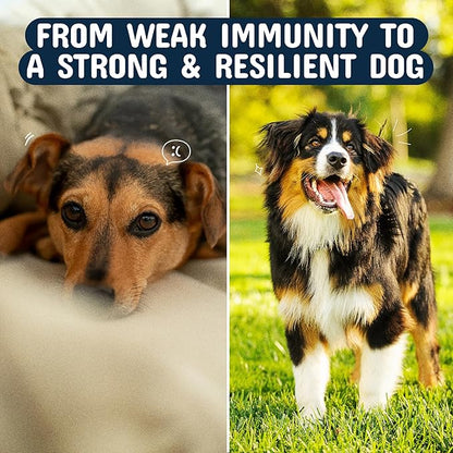 Pets are Kids Turkey Tail Mushroom for Dogs with Organic Real Turkey Tail™ - 8:1 Extract Mushroom Chews for Lumps & Bumps, Immunity, Gut, Skin, Joint & Spine Support - Reishi, Lion’s Mane - 60 Chews